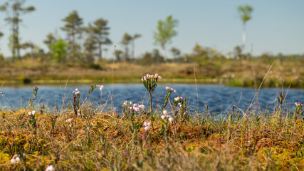 swamp landscape with blue sky and water, traditional swamp plants, mosses and trees, bog in summer
