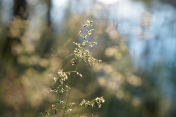 Grass in the evening in the setting sun