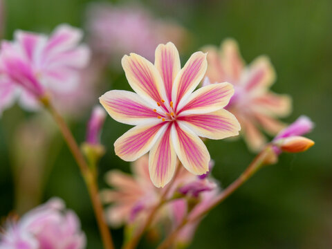 Closeup of a pink flower of Lewisia cotyledon