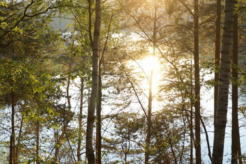 Forest in the evening in the setting sun
