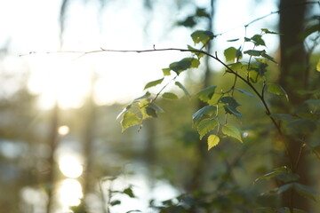 Forest in the evening in the setting sun