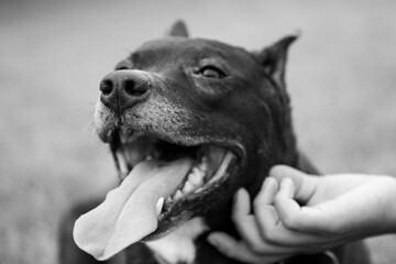 Black and white portrait of a mixed pitbull dog