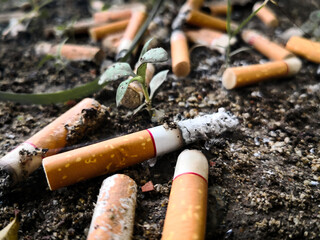 Group of cigarette stub on the ground with small tree