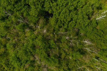 Abgestorbene Bäume,  Landschaftsschutzgebiet Fauler See, Wanzleben, Deutschland