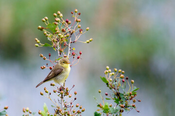 Hypola&iuml;s polyglotte