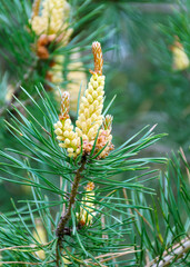 flowering pine bud on a natural green background, close-up view of a branch of pine flowering at the forest on sunny day, Pinus sylvestris