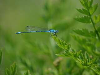 male azure damselfly (Coenagrion puella)
