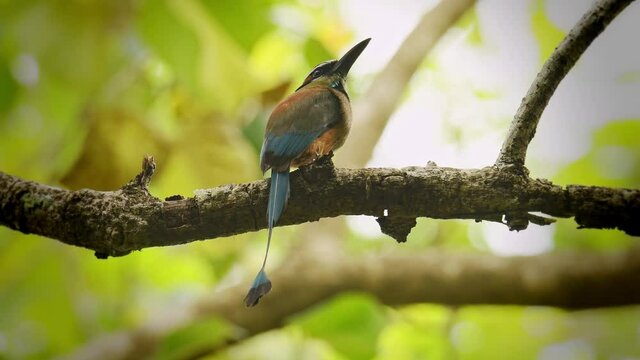 Turquoise-browed motmot - Eumomota superciliosa also Torogoz, colourful tropical bird Momotidae with long tail, Central America from south-east Mexico to Costa Rica. Bird in the green rain forest.