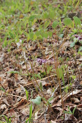 地面近くに小さな花を咲かせているイカリソウ