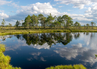 Fototapeta premium traditional bog landscape with blue swamp lake, gorgeous clouds, mire plants, moss, grass lichens, bog pines