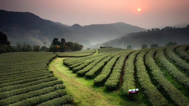 Beautiful landscape view of choui fong tea plantation with sunset at Maejan , tourist attraction at Chiangrai province in thailand
