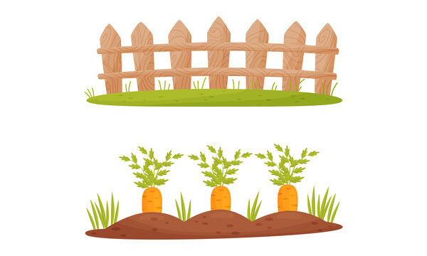 Fence or Hedge and Garden Bed with Growing Carrot Crop Vector Set