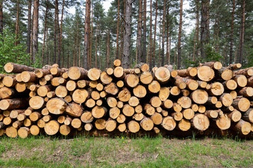 Leśne drewno przygotowane do transportu - obrazy, fototapety, plakaty