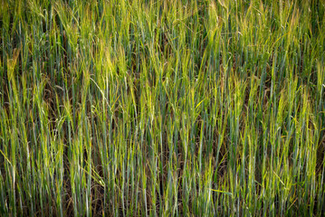 
paisaje de primavera con el campo y flores en la España central en primavera
