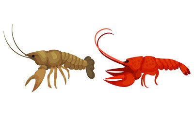 Lobster as Large Marine Crustacean with Muscular Tail and Claw Pair Vector Set