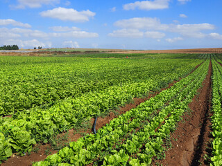 Fototapeta na wymiar Lettuce field in Israel
