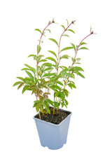 Freshness young peony plant with small buds and green leaves growing in square plastic pot on white background isolated and clipping path. Idea plant in summer garden.