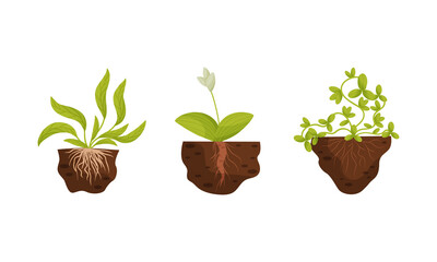 Plant Growing with Roots in Soil Vector Set