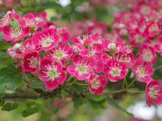 Pink blossom on an ornamental hawthorn tree