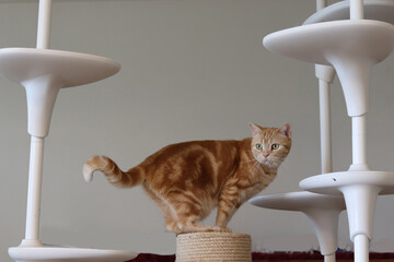 キャットタワーうえで得意気に見回す猫。A cute cat looking around from the top of the cat tower.