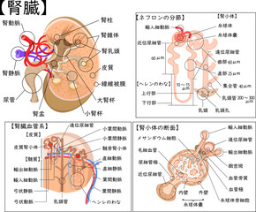腎臓構造　日本語