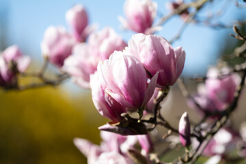 Obraz premium Magnolie