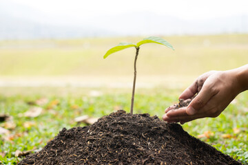 The young man's hands are planting young seedlings on fertile ground, taking care of growing plants. World environment day concept, protecting nature