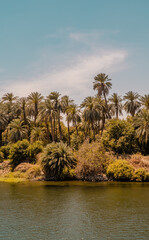 Sunset panorama view of the shores of the Nile River with palm trees and vegetation near Edfu, Egypt