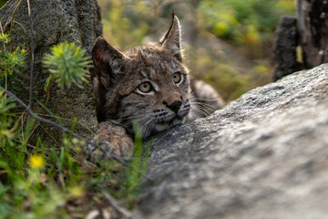 Lynx in green forest with tree trunk. Wildlife scene from nature. Playing Eurasian lynx, animal behaviour in habitat. Wild cat from Germany. Wild Bobcat between the trees