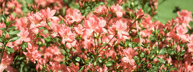 banner. delicate pink, coral summer background. flowering bush, many flowers and buds. spring bloom. selective focus.