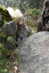 Lynx in green forest with tree trunk. Wildlife scene from nature. Playing Eurasian lynx, animal behaviour in habitat. Wild cat from Germany. Wild Bobcat between the trees
