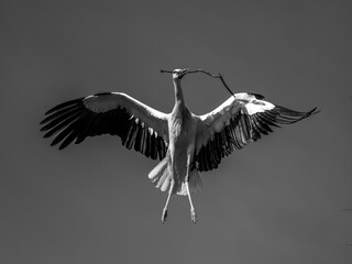 Storch