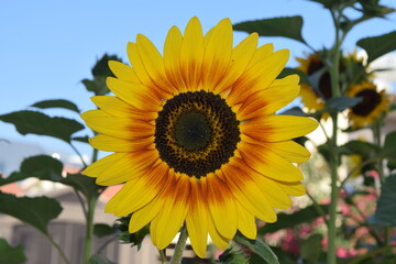 sunflower in the garden