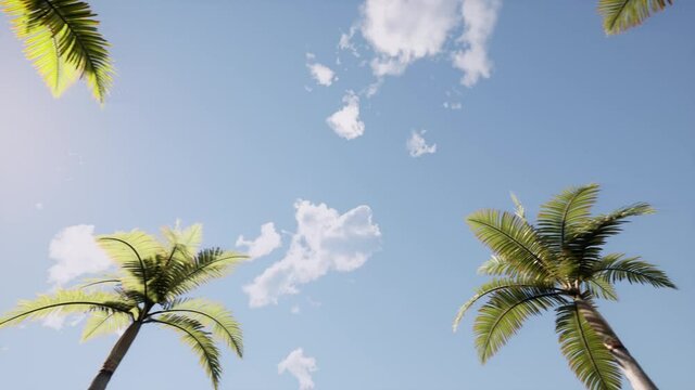 Vintage avenue of palm trees Nature background Blue sky Summer sunset 4k