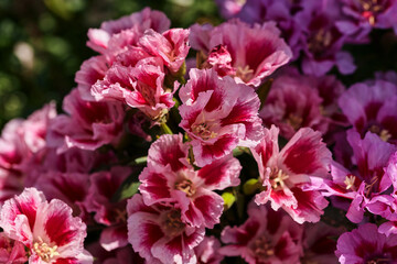 beautiful colorful flowers and green leaves on a flower bed in a summer garden. pink red flowers close up on blurred background