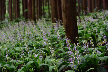 Calanthe reflexa, flower bed in forest