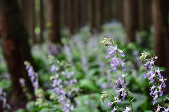 Calanthe reflexa, flower bed in forest