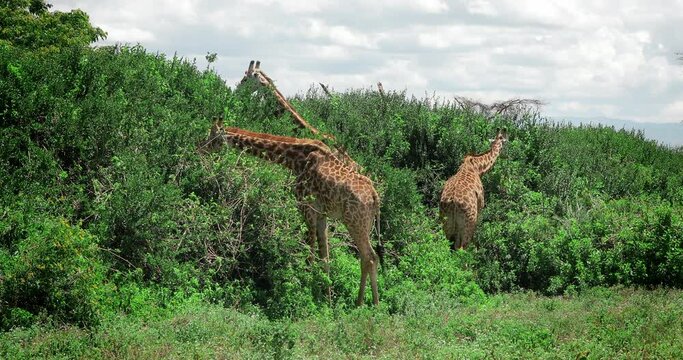 Three giraffes eat leaves from trees. African landscape savannah in Kenya where tall giraffes live. 4K wildlife video.