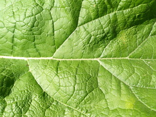 Green leaf texture. Burdock