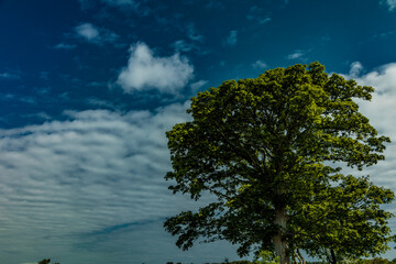 Fototapeta na wymiar big tree and sky, stokka park, stavanger