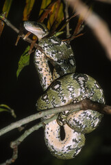 Boa arbiricole de Madagascar, Acrantophis madagascariensis , Madagascar