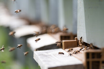 Obraz premium Abeilles et ruche