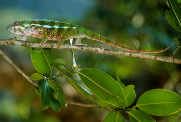 Cameleon panthere, male, furcifer pardalis, Madagascar