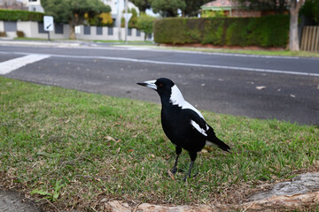 Australian magpie standing on lawn near a large protruding tree root, with the intersection of two quiet suburban streets in the background