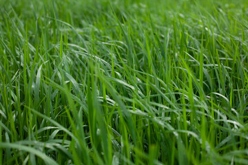 Wet green grass. Wet plant texture.