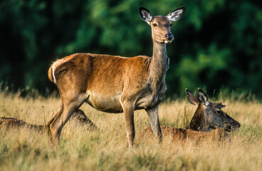 Cerf élaphe, biche, cervus elaphus
