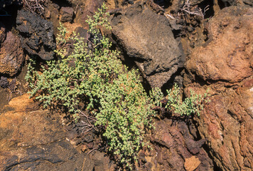 Chamysacea, lave de volcan, Archipel des Galapagos