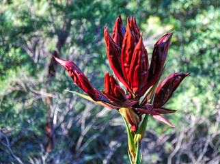 Gymea Lilies flowering in the Royal National Park South Sydney, NSW, Australia.