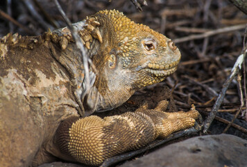 iguane terrestre de Santa Fe, Conolophus pallidus, Archipel des Galapagos, Equateur