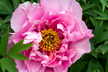 Garden flower. Rosebud. Delicate pink color of the plant.
